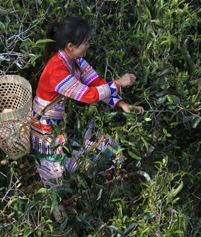有关于云南勐海:茶产业助力乡村振兴的最新消息(1)