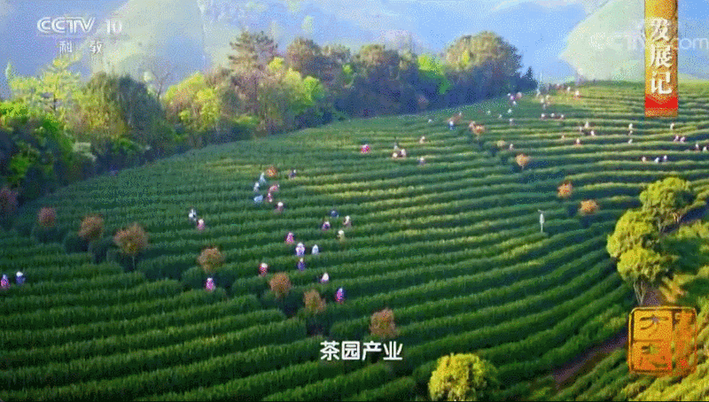 关于鸭屎香爆火,这个小城要红的资讯(11)
