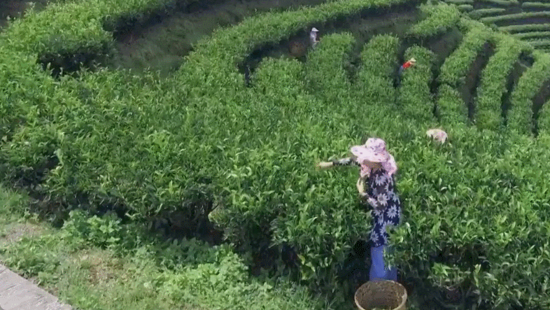 关于鸭屎香爆火,这个小城要红的资讯(16)