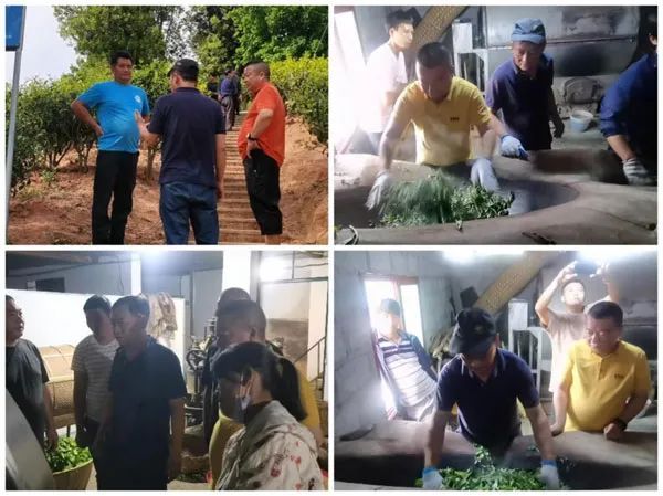 关于云南茶叶所专家到景谷县开展茶业科技服务,助推乡村振兴的内容(1)