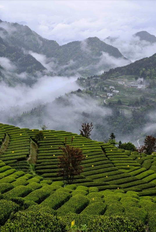 有关于花枝山:茶山看风景 茶旅促振兴的信息(4)