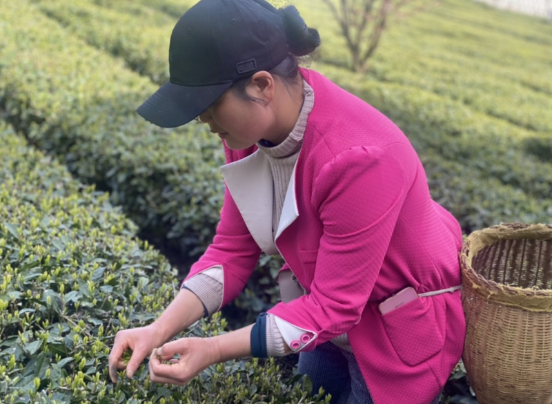 有关于花枝山:茶山看风景 茶旅促振兴的信息(1)