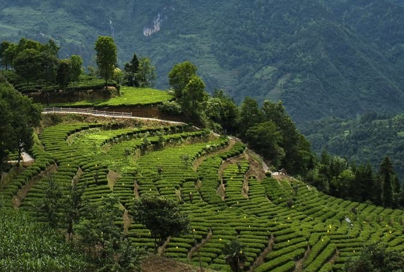 有关于花枝山:茶山看风景 茶旅促振兴的信息(3)