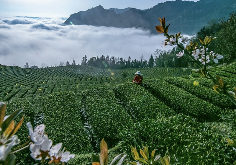 有关于花枝山:茶山看风景 茶旅促振兴的信息