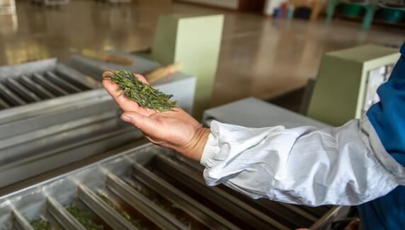 有关于第一锅出炉!茶香扑鼻,青岛崂山春茶开采的资讯(1)