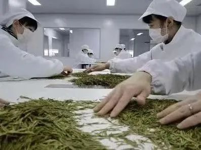 关于春茶采摘进行时,江苏茶叶相关企业超3.6万家的新闻