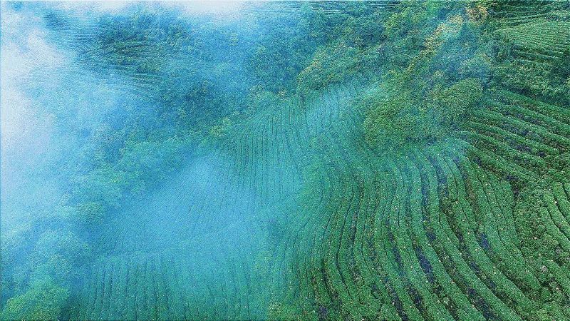 有关于创建天府旅游名县，休假不远游，登山看“海”炫起来！的消息(4)