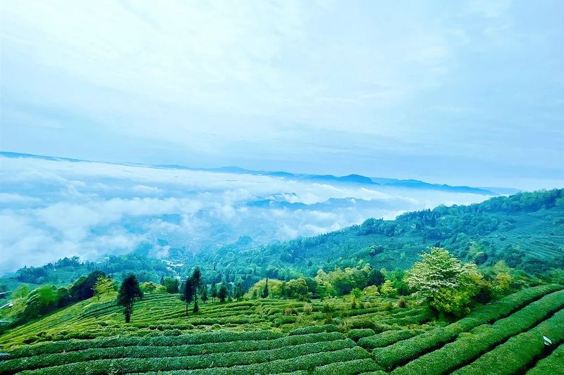有关于创建天府旅游名县，休假不远游，登山看“海”炫起来！的消息