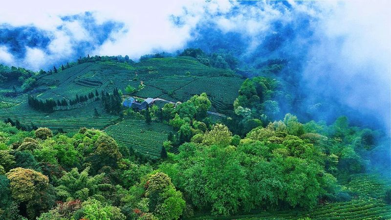 有关于创建天府旅游名县，休假不远游，登山看“海”炫起来！的消息(2)