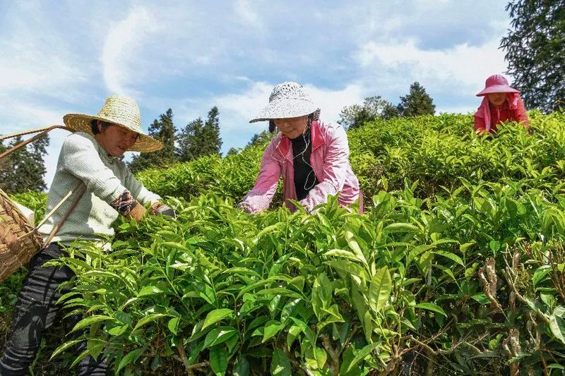 关于新华网报道武夷山近15万亩茶园开采的最新消息