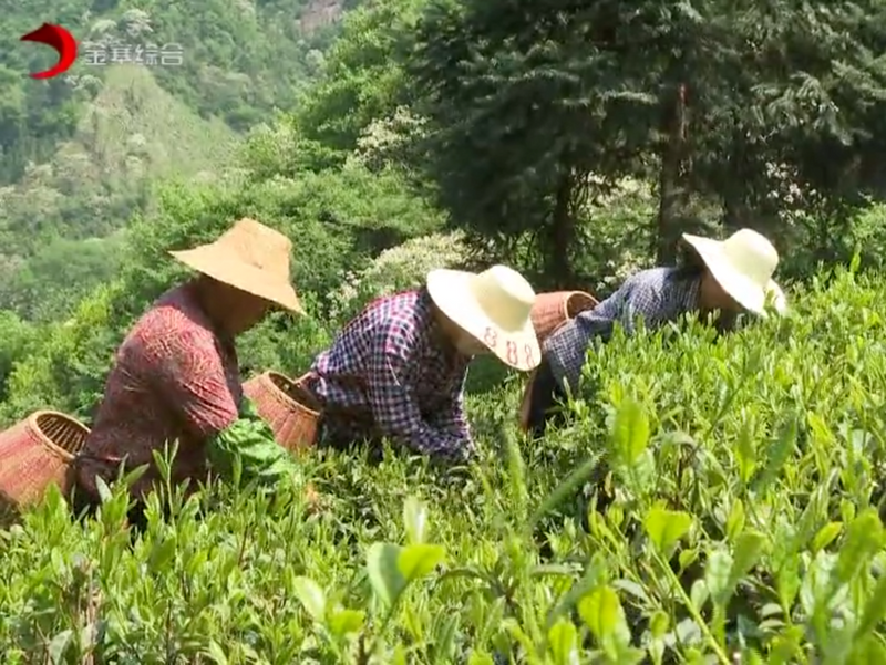 有关于当“春茶”遭遇疫情,金寨如何应对?的信息(2)