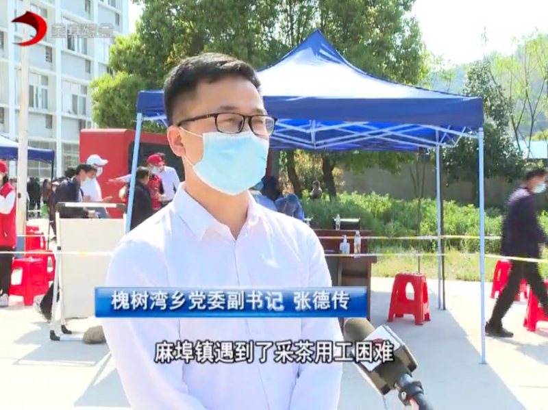 有关于当“春茶”遭遇疫情,金寨如何应对?的信息(7)