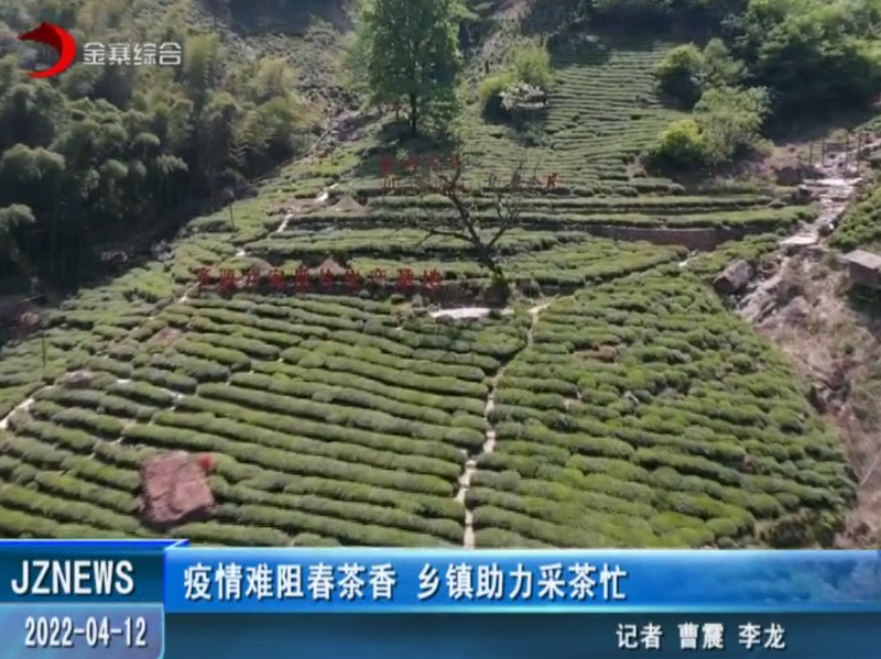 有关于当“春茶”遭遇疫情,金寨如何应对?的信息