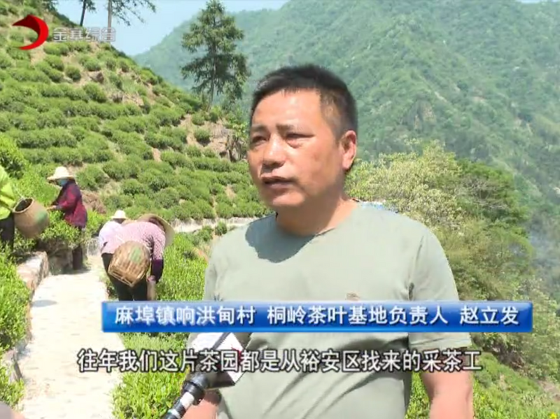 有关于当“春茶”遭遇疫情,金寨如何应对?的信息(1)