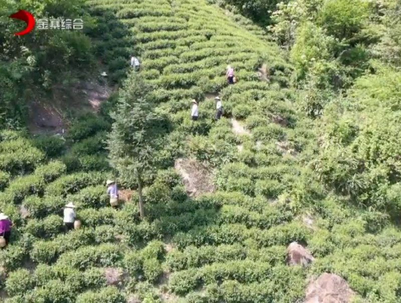 有关于当“春茶”遭遇疫情,金寨如何应对?的信息(8)