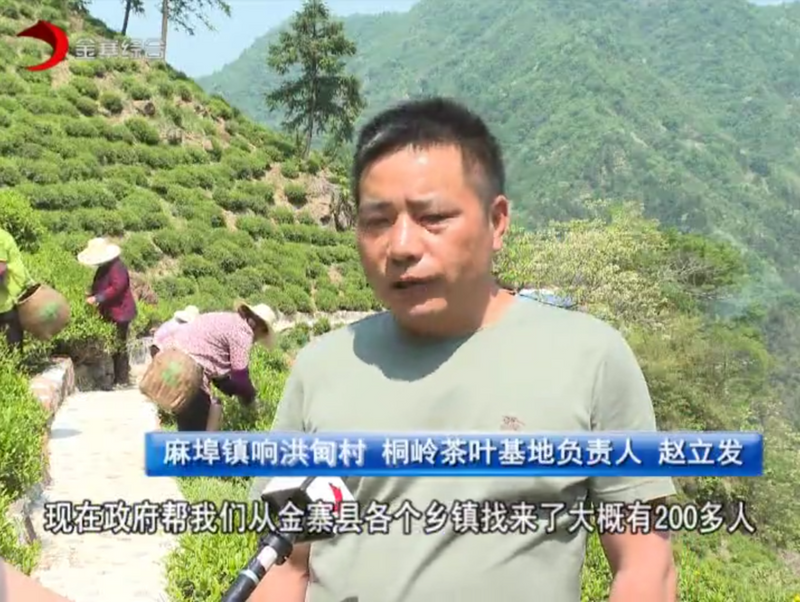 有关于当“春茶”遭遇疫情,金寨如何应对?的信息(4)