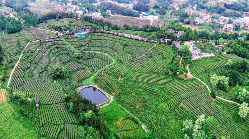关于弘扬工匠精神,传承制茶工艺——宁强县举办首届手工制茶技能大赛的相关信息(5)