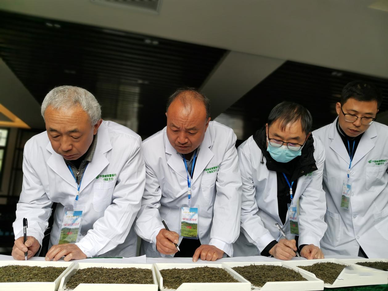 关于弘扬工匠精神,传承制茶工艺——宁强县举办首届手工制茶技能大赛的相关信息(4)