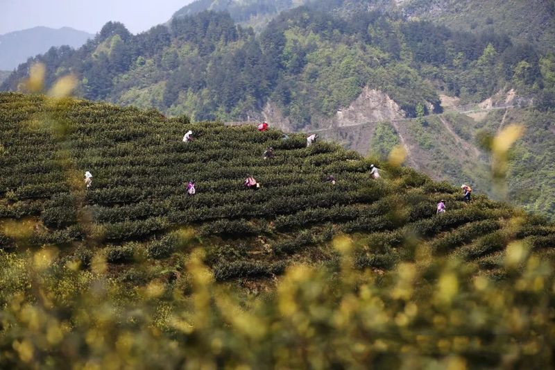 关于重庆彭水五千亩“悬崖茶园”采摘忙的相关内容(3)