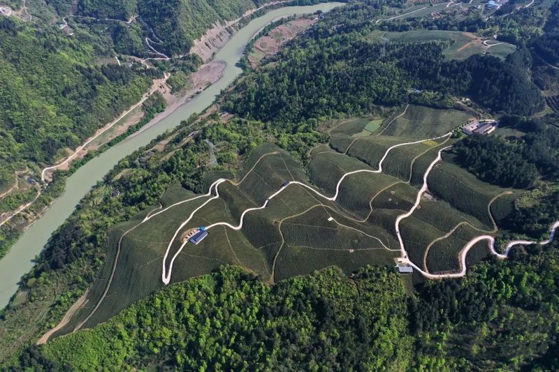 关于重庆彭水五千亩“悬崖茶园”采摘忙的相关内容(7)