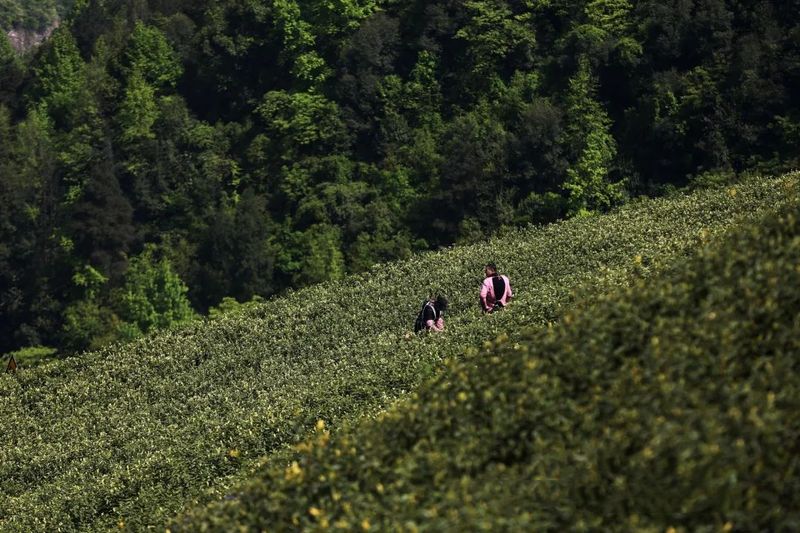 关于重庆彭水五千亩“悬崖茶园”采摘忙的相关内容(1)