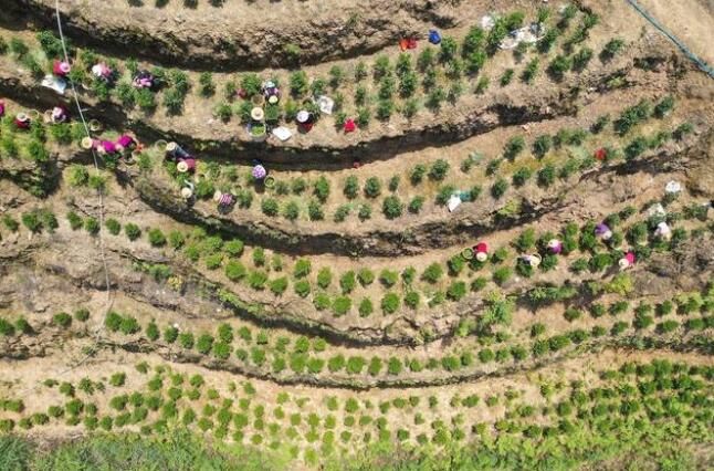 有关于梅州大埔:从一棵茶树到一方产业的资讯