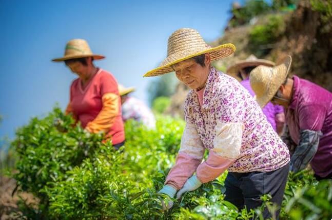 有关于梅州大埔:从一棵茶树到一方产业的资讯(2)