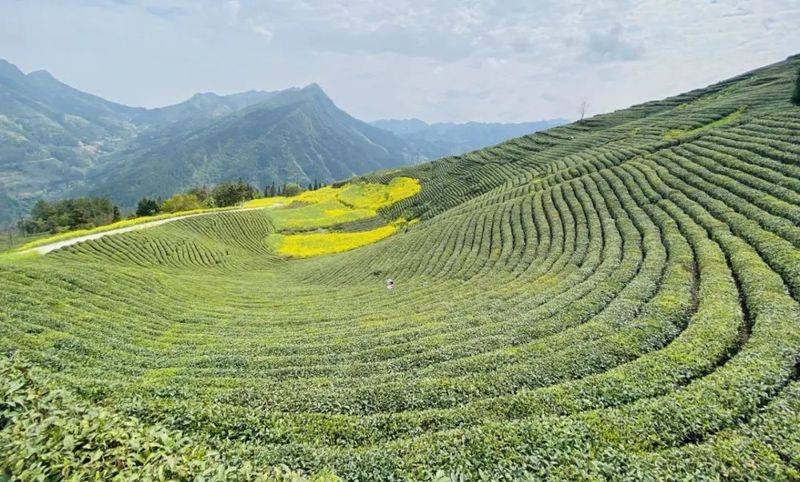 有关于制茶竞技促发展 “工匠精神”技艺传——勉县举办2022年第三届手工制茶技能竞赛的相关内容(4)