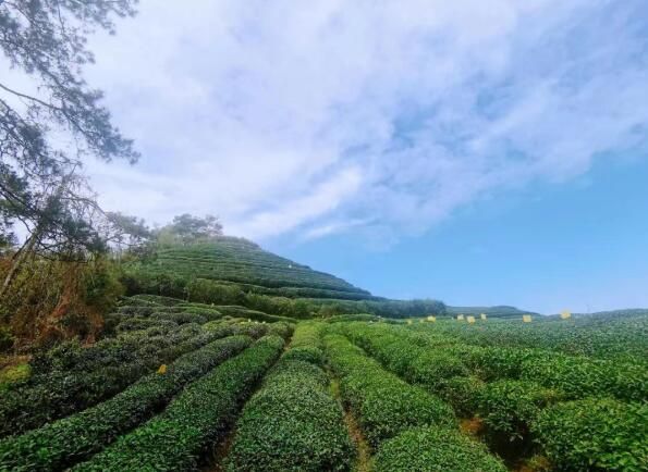 有关于屯溪区:春风和暖万物俏 屯绿热销茶叶市场的相关信息