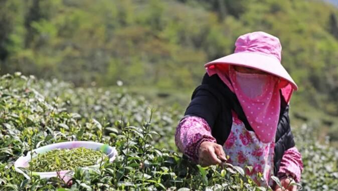 关于重庆彭水：茶农抢采“谷雨茶”的资讯(1)