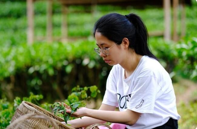 关于鹿寨:5000多亩春茶飘香 采茶制茶促振兴的相关内容(5)