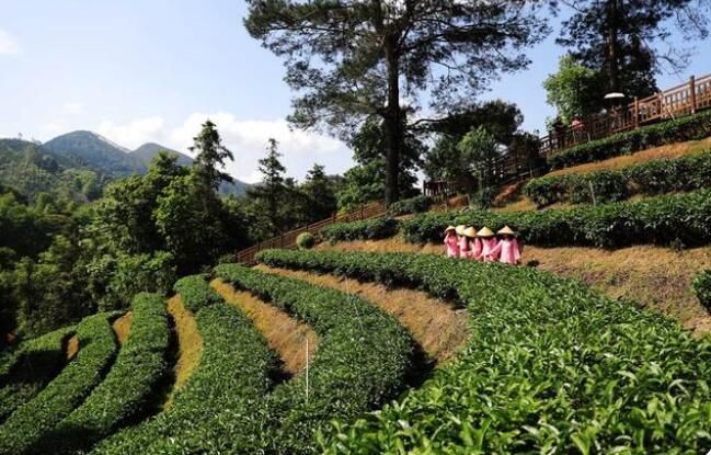 关于鹿寨:5000多亩春茶飘香 采茶制茶促振兴的相关内容(1)
