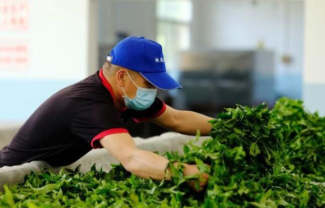 关于鹿寨:5000多亩春茶飘香 采茶制茶促振兴的相关内容(2)