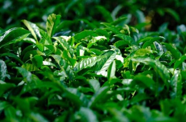 关于鹿寨:5000多亩春茶飘香 采茶制茶促振兴的相关内容(4)