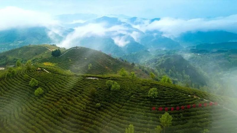 有关于因茶致富因茶兴业 安康富硒茶产业集聚发展的信息