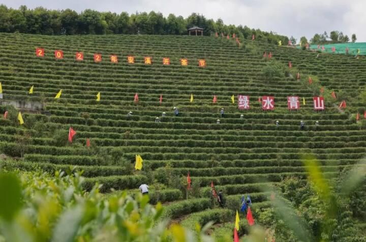 关于借力“茶科技”，安溪茶产业再启航的消息