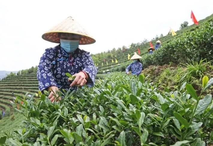 关于借力“茶科技”，安溪茶产业再启航的消息(1)