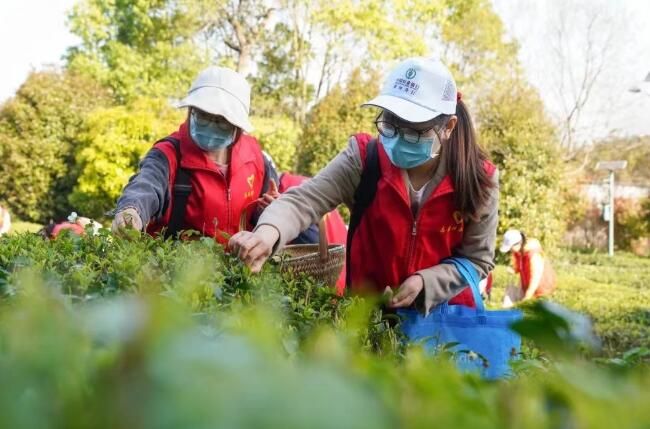 关于安徽黄山：“志愿红”扮靓茶季最美春色的信息(1)