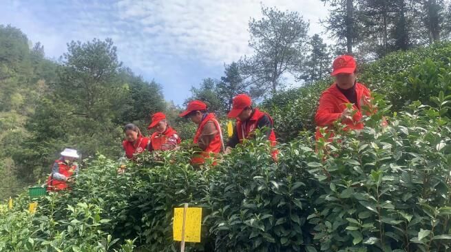 关于安徽黄山：“志愿红”扮靓茶季最美春色的信息