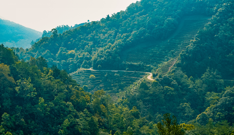 有关于走进吊井山茶园，走进春的最深处的消息(1)