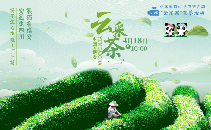 有关于雅安市：云采茶玩出新花样 推动茶产业高质量发展的新闻