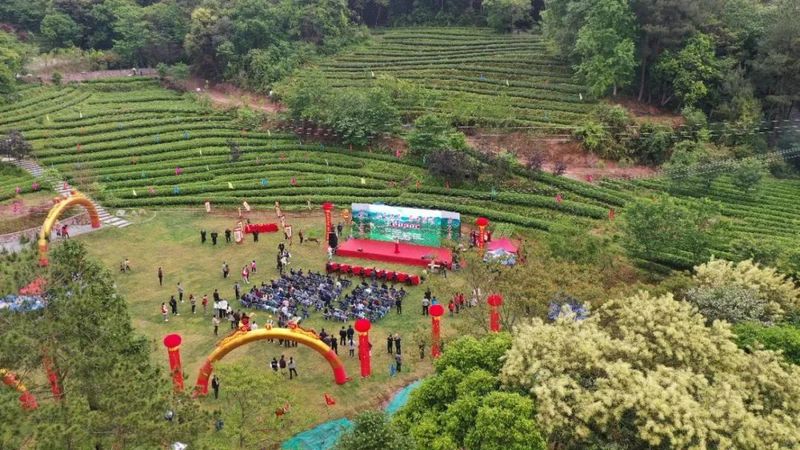 有关于泰宁县开展第三届“泰宁岩茶·茶香金湖”采茶节的消息