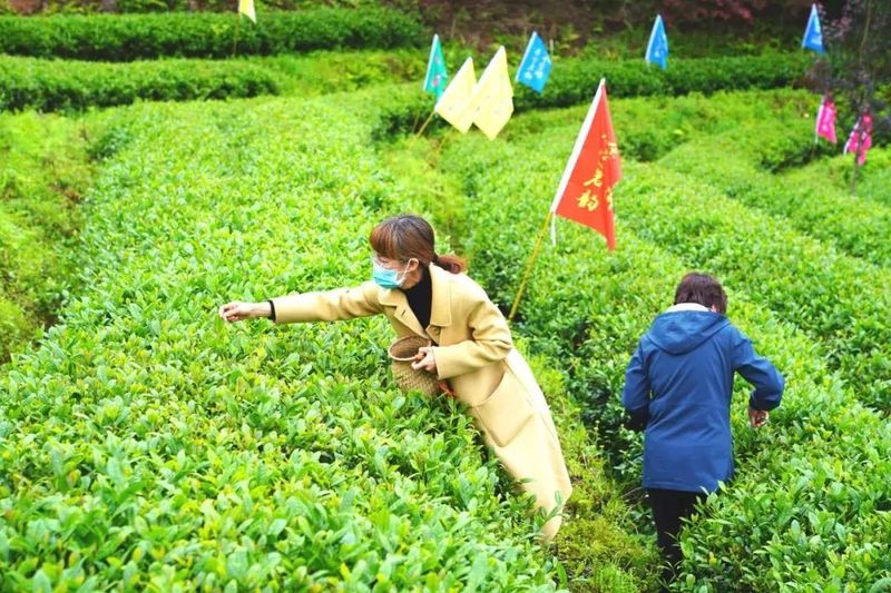 有关于泰宁县开展第三届“泰宁岩茶·茶香金湖”采茶节的消息(13)