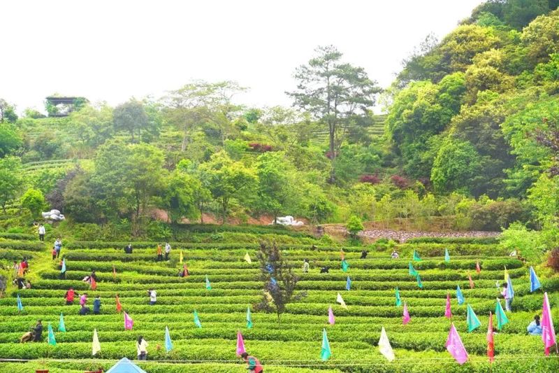 有关于泰宁县开展第三届“泰宁岩茶·茶香金湖”采茶节的消息(11)