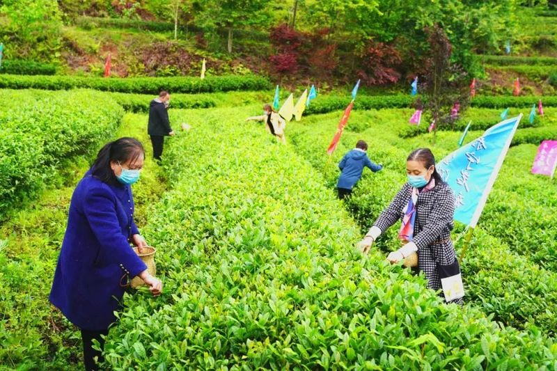 有关于泰宁县开展第三届“泰宁岩茶·茶香金湖”采茶节的消息(12)