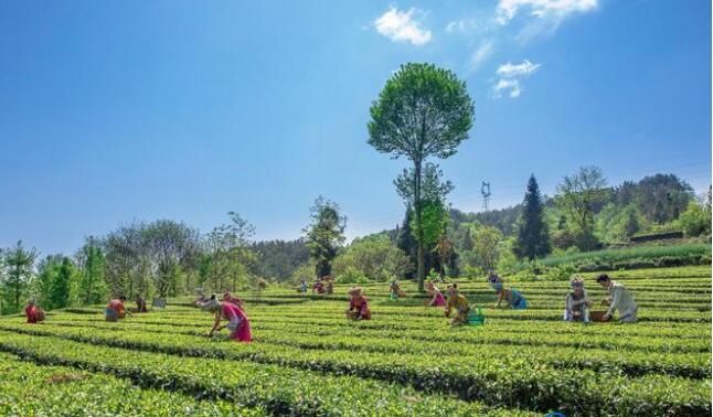 有关于建始县：春茗好时节 茶农采茶忙的相关信息