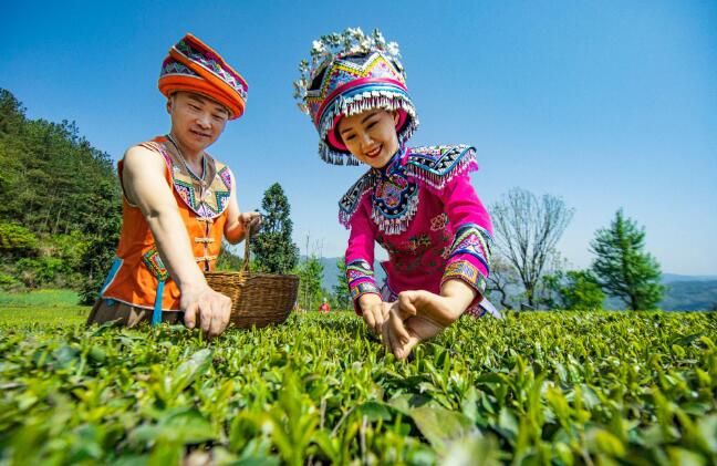 有关于建始县：春茗好时节 茶农采茶忙的相关信息(1)
