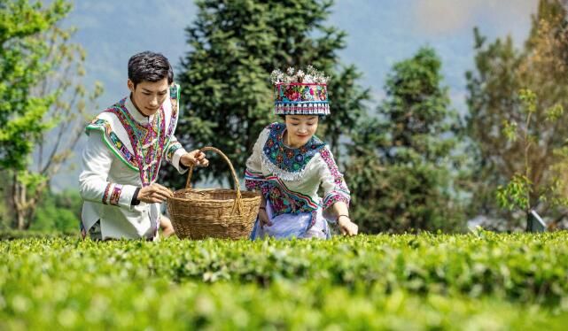 有关于建始县：春茗好时节 茶农采茶忙的相关信息(4)