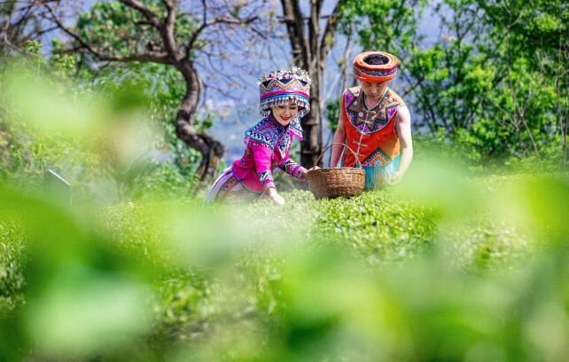 有关于建始县：春茗好时节 茶农采茶忙的相关信息(7)