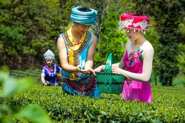有关于建始县：春茗好时节 茶农采茶忙的相关信息(3)